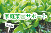 家庭菜園レポート